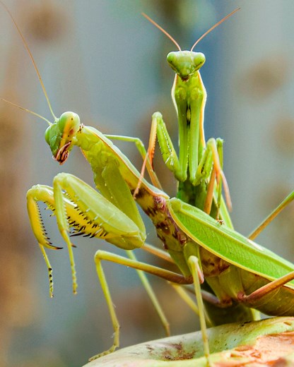 75K views · 604 reactions | Why do these 5 animals die after mating? | Crazy Creatures | Facebook