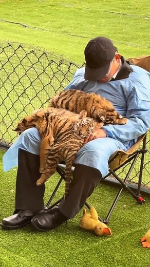 Wildlife Rescuers on Instagram: "Three rescued baby tigers curled up on their caregiver’s lap, drifting into a peaceful nap, and soon the caregiver joined them. The heart-warming scene perfectly captures the deep trust and affection between them. Baby white tigers are rare and stunning, with their snowy coats and piercing icy-blue eyes. They aren’t a separate species but a unique colour variation of Bengal tigers, caused by a recessive gene. Like all tiger cubs, they’re playful, curious, and rel