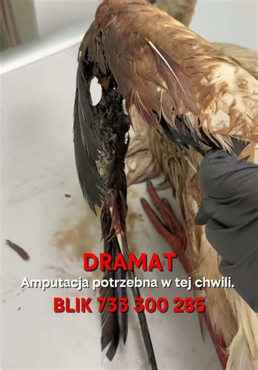 Pomóż nam ratować Zwierzęta 🙏 BLIK 733 300 285 Erste Santander Bank Polska S.A : 27 1500 1634 1216 3005 4390 0000