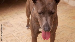 Closeup front view of dog panting with tongue hanging to side of snout. Grey hair body, white hair on chest. Pet standing on courtyard with cream colour tiles floor. Crossbreed, possibly shepherd mix.