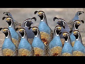 Is California Hiding the Most Beautiful Birds in America?