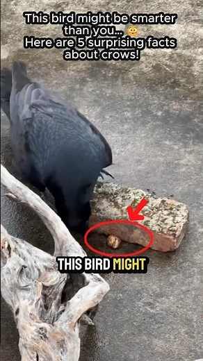 This bird might be smarter than you…😳Here are 5 surprising facts about crows!#shorts #animals #crow