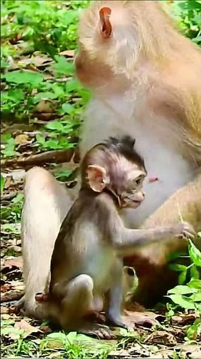 Life of Monkeys: The playful little monkey refused to learn from its mother.