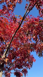 Just enjoying the brilliance of a Northern Red Pin Oak on a sunny afternoon beside the petting farm. Gorgeous, yes? | Prairie Gardens & Adventure Farm
