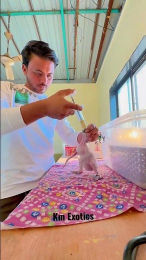 Macaw 🦜 Parrots Chicks Hand Feeding Proper Guidelinemacaw arrot Breeding Progress.#shorts