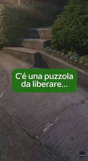 Una coraggiosa donna di Crockett, in California, ha aiutato a liberare una puzzola con un barattolo di vetro incastrato in testa. Un video girato da una distanza di sicurezza mostra Cheryl Rhodes che intercetta strategicamente la puzzola su un marciapiede del quartiere e strappa coraggiosamente il barattolo dall'animale. Nel suo post su TikTok, Rhodes ha detto di essere ancora incredula per come l'animale le abbia permesso di liberarlo senza ritorsioni. La donna ha poi spiegato che stava rientra