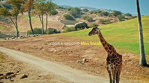 Discover inner peace out on the wide-open grasslands of San Diego Zoo Safari Park – where free-roaming wildlife inspire carefree vibes. | Visit San Diego