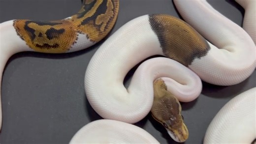 2.1K views · 30 reactions | Who likes Pied Royal/Ball Pythons?  We have all these in store now available  #ballpython #ballpythons #ballpythonmorph #ballpythonmorphs #piedball #piedballpython #piedballpythons #piedroyalpython #royalpython #royalpythonsofinstagram #royalpythons #python #snake #snakes | Exeter Exotics | Facebook