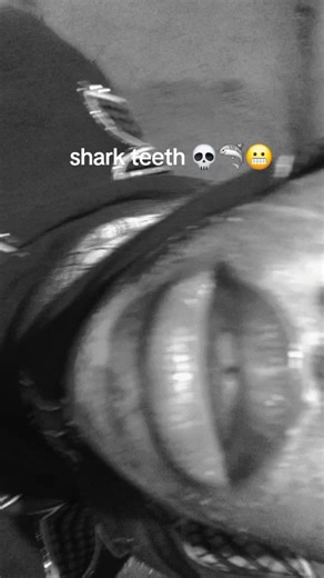 Shark Teeth Collection: Unique Specimens and Stories