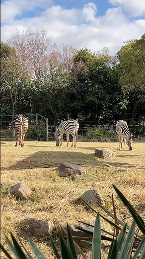 Chisato, Kaisei, and Hitomi the Grant's Zebras Eating Grass at Tennoji Zoo