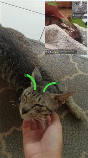 my alien pet #cat