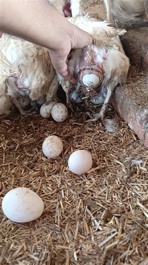 This is how chickens lay eggs