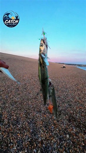 ABSOLUTE MADNESS!! MACKEREL ATTACK 😱🎣
