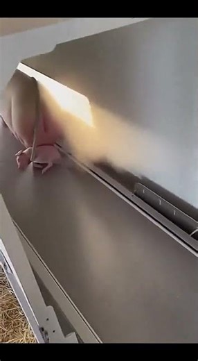 🤯 Unbelievable: This Automation System Increases Litter Size and Speed! (Modern Pig Farming)