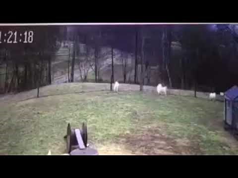 Great Pyrenees Livestock Guardian Dogs in action when predators approach the farm! #dog #animals