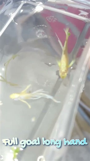 Full Goal Long Hand The couple