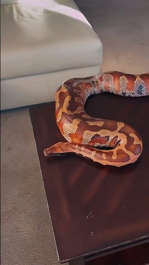 Huge Thick Blood Python