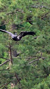 Eastern Kingbird riding a Bald eagle like a boss — proving who’s the real king of the skies! | Srikanth Boga Photography