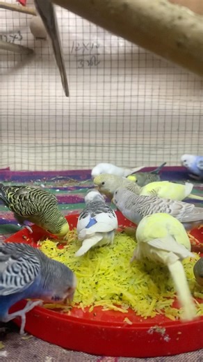 Day- 319 Budgie Parrot Loves Pumpkin! Cute Eating Moment 🐦🎃#birdcare #birdfood #budgies #birds