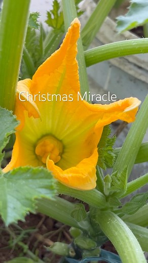 Hand pollination on Zucchini.