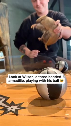 Wilson is a three-banded armadillo at the San Antonio Zoo, known for his playful and curious nature. Unlike most armadillo species, three-banded armadillos can roll into a perfect ball to protect themselves from predators. Wilson often charms visitors by exploring his surroundings and even playing with toys like balls, showing off the unique personality of this fascinating species. Video credit goes to @sanantoniozoo Feel free to explore the gallery of this page, where you can express your suppo
