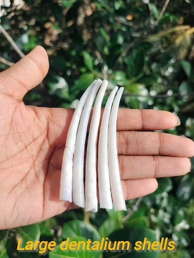 large dentalium shells