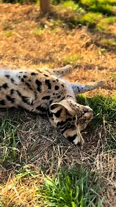 4K views · 50 reactions |  Meet Savannah, our sweet and loving serval cat! With her long legs and big ears, she’s built for speed and supercharged hearing—perfect for spotting prey in the wild! ⚡ Though servals are fierce hunters, Savannah has a gentle side and loves getting attention from her keepers. Stop by and say hello to this stunning feline! ✨ #SavannahTheServal #FastAndFierce #SweetAndSpotted | Zootastic Park | Facebook