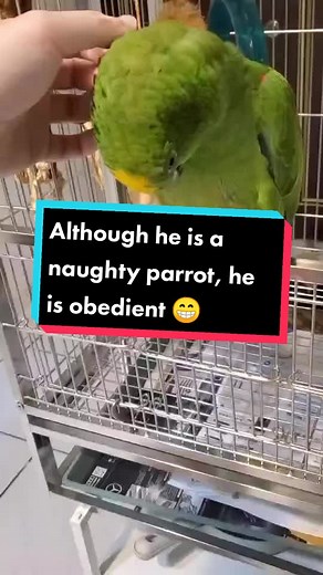African Grey Parrot sur TikTok