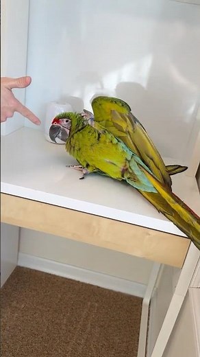 Great Green Macaw - Play Dead Trick