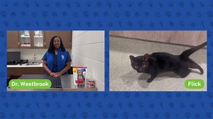 Veterinary medicine career | The Pet Pawcast