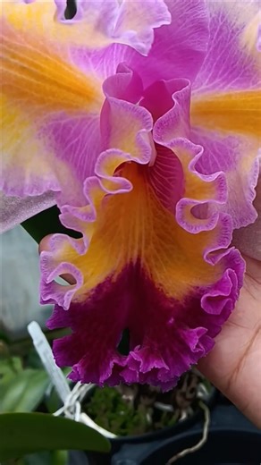 Here is the ruffled bloom of C. Color Guard 'Parade ' #orquidias #orchids #florasrevelry