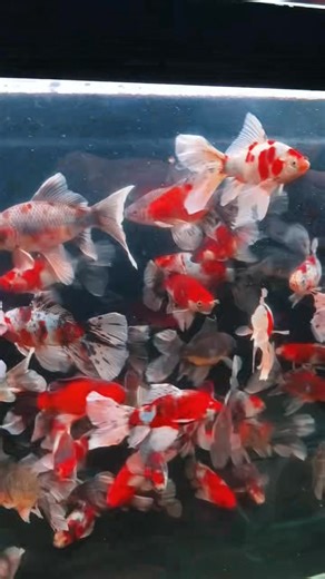 Tuyển chọn | Dũng Chu