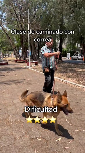 Entrenamiento de Pastor Alemán: Caminando con Correa