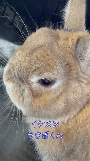 イケメンすぎる 【イケメン モヒカン うさぎ】 #rabbit #bunny #うさぎ #かわいい #pets #可愛い
