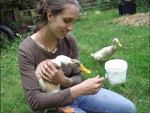 slug control: ducks in the garden