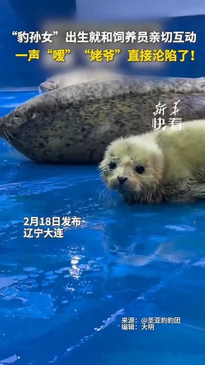 Zhou Jingyan on Instagram: "The leopard granddaughter is so adorable that she interacts affectionately with her zookeeper from birth. #花豹 #动物也有爱 #探索动物世界"