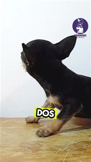 Things Chihuahua owners will understand. When they understand your mood.