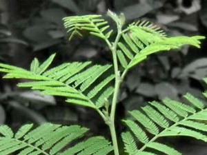 Shami Plant: एक चमत्कारिक पौधा, जो बना देता है मालामाल