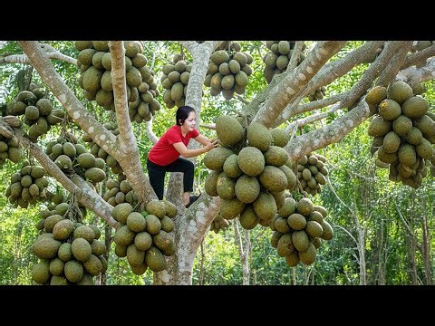 How to Hanna Harvest Hog Plum on the tree And Go to the market | Hanna Daily Life