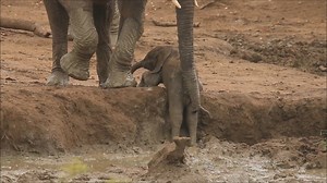 2.4K views · 9.1K reactions | LOOKING OUT FOR THE HERD: When a baby elephant got trapped in a slippery watering hole, other members of the herd helped the mother save her baby. abc7.la/1luqDvE | ABC7 | Facebook
