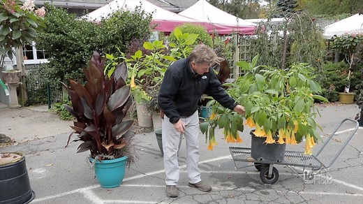 How to Store Angel's Trumpet for the Winter