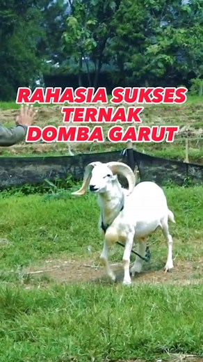 Keunggulan dan Tips Sukses Ternak Domba Garut di Indonesia