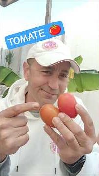 Growing Tomatoes in Pots.