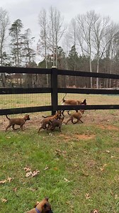 Jetta playing with the puppies ❤️ Belgian Malinois Kennel "Chien Policier" | Belgian Malinois Kennel "Chien Policier"