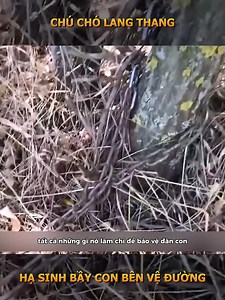 mẹ chó che chở cho bầy con ở bất kì hoàn cảnh nào | YÊU ĐỘNG VẬT