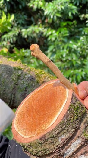 Lychee Graft Tutorial｜Tutorial Injerto Lichi｜ライチ接ぎ解説｜리치 접목 설명