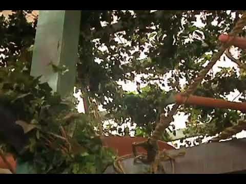 Zoboomafoo: Brain Power