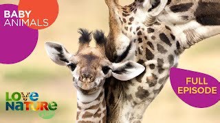 Baby Animals Born to Run: Giraffes, Zebras, Pronghorns | Baby Animals 104