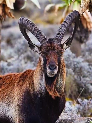 The beautiful simien mountains #savewaliaibex #creatersearchinsights #simienmountainnationalpark #ethiopian_tik_tok🇪🇹🇪🇹🇪🇹🇪🇹 #nature