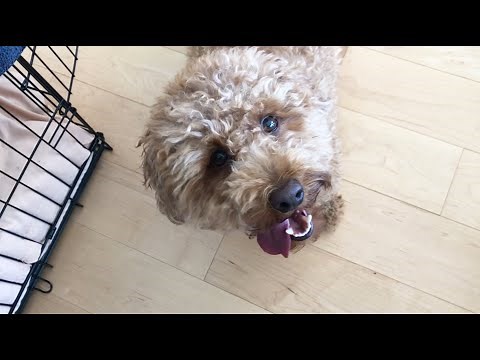 Poodle BARKING AND PLAYING | Teddy Bungoo
